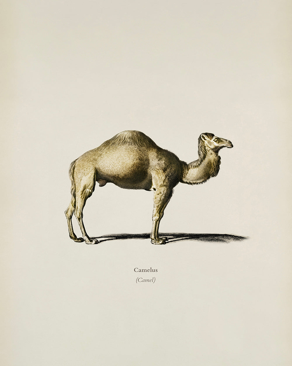 Unframed