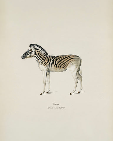 Mountain Zebra