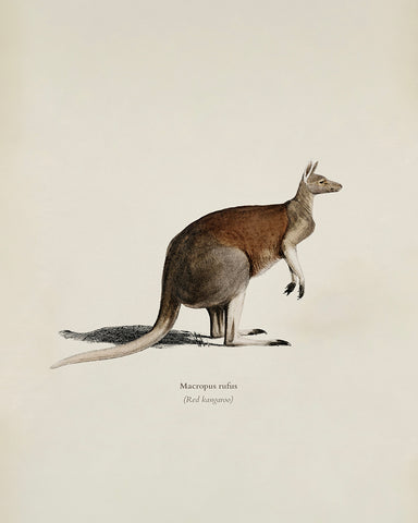 Red Kangaroo