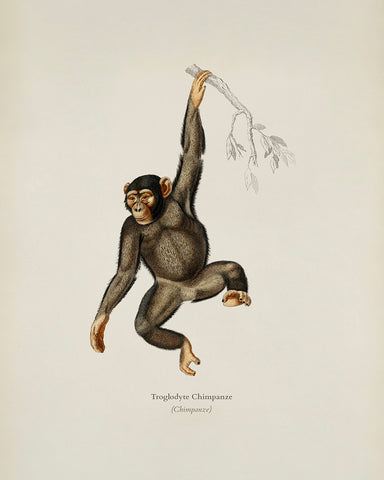Chimpanzee Portrait