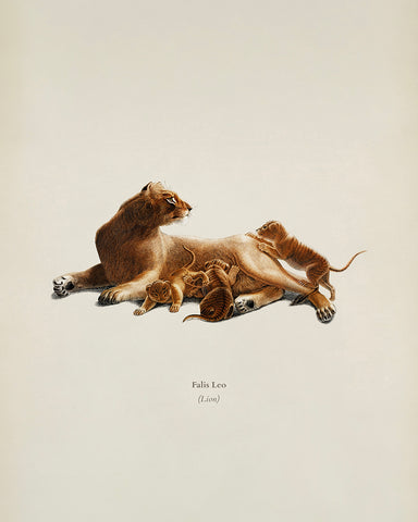Lion & Cub