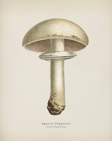 Field Mushroom