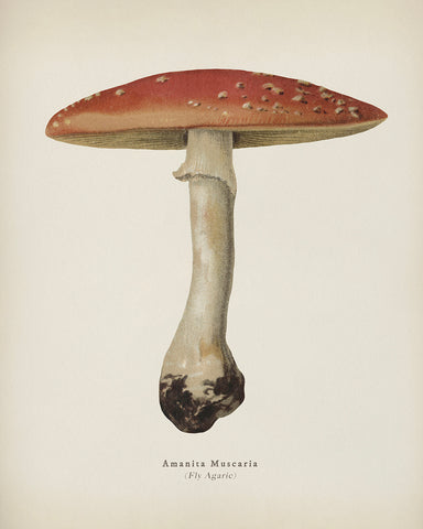Fly Agaric