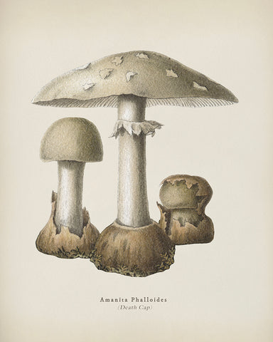 Death Cap Mushroom No1