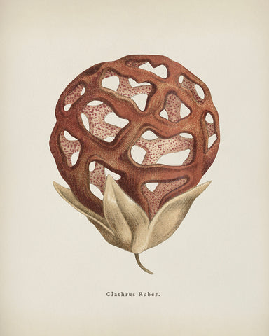 Latticed Stinkhorn