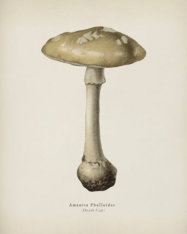 Death Cap Mushroom No2