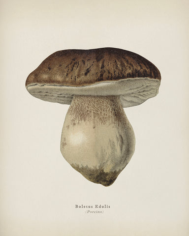 Porcino Mushroom No2