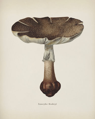 Inocybe Godeyl Mushroom
