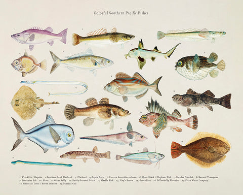 Southern Pacific Fishes No1