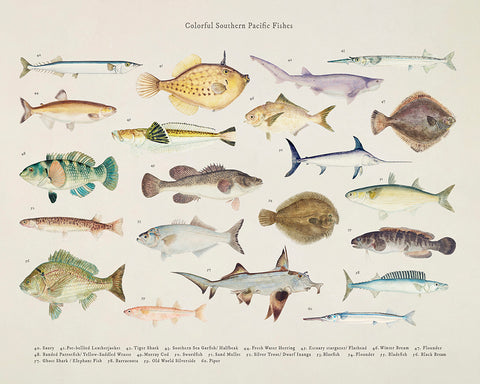 Southern Pacific Fishes No3