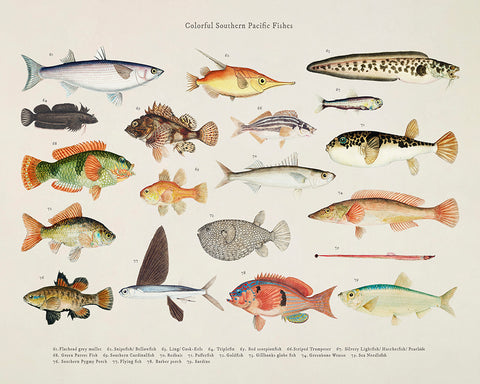 Southern Pacific Fishes No4