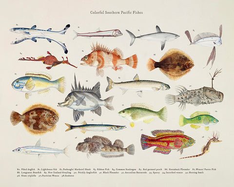 Southern Pacific Fishes No5