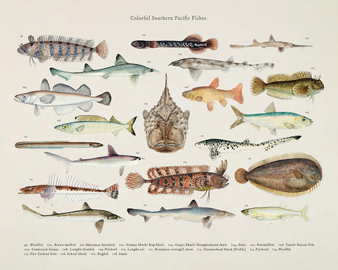 Southern Pacific Fishes No6
