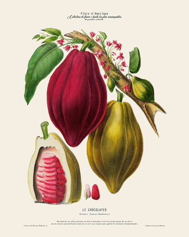 Cocoa Bean No1