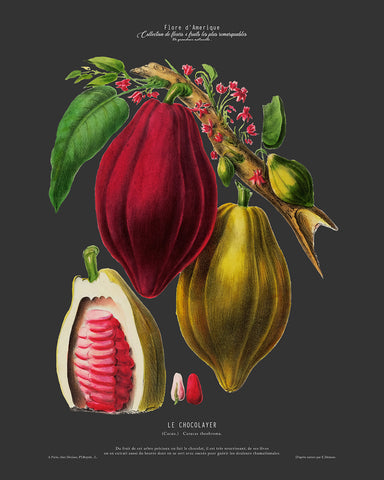 Cocoa Bean No2