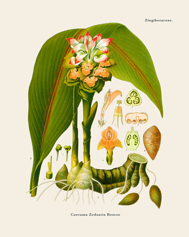 Curcuma Zedoaria