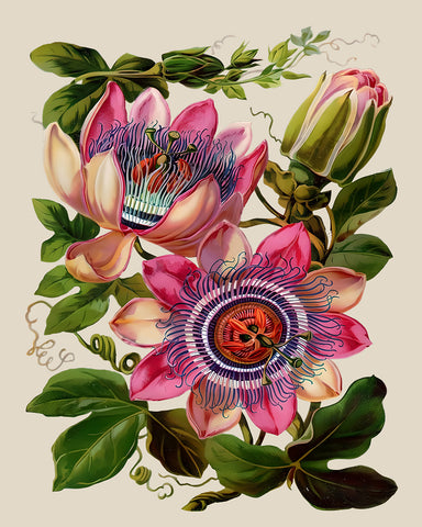 Passion Flower No2