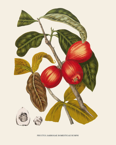 Fructus Jambosae Domesticae Rumph