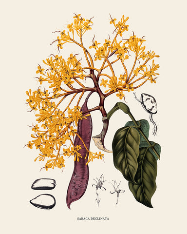 Sorrowless Tree