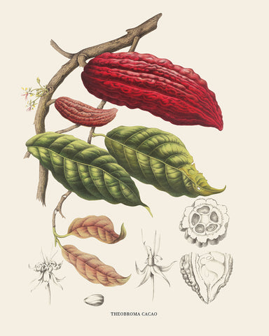 Cocoa Beans