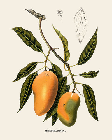Mangifera Indica