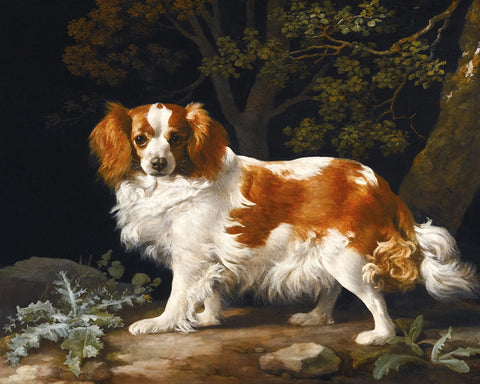 King Charles Spaniel in a Wooded Landscape