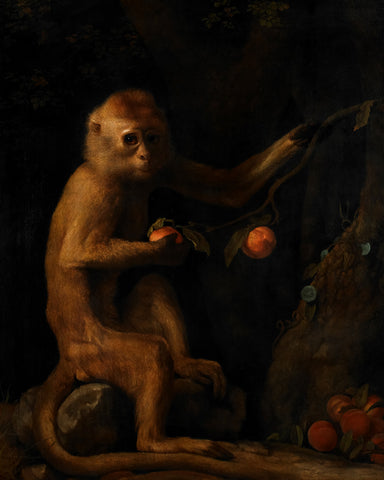 A Monkey