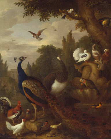 Birds in a Park