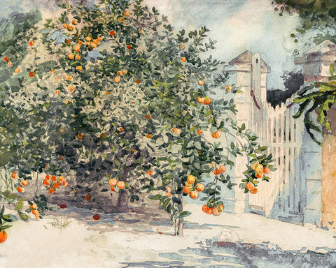Orange Trees and Gate
