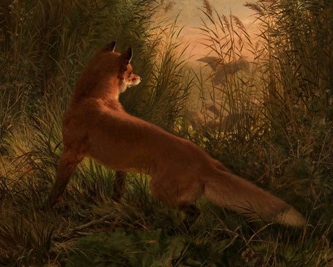 A Fox