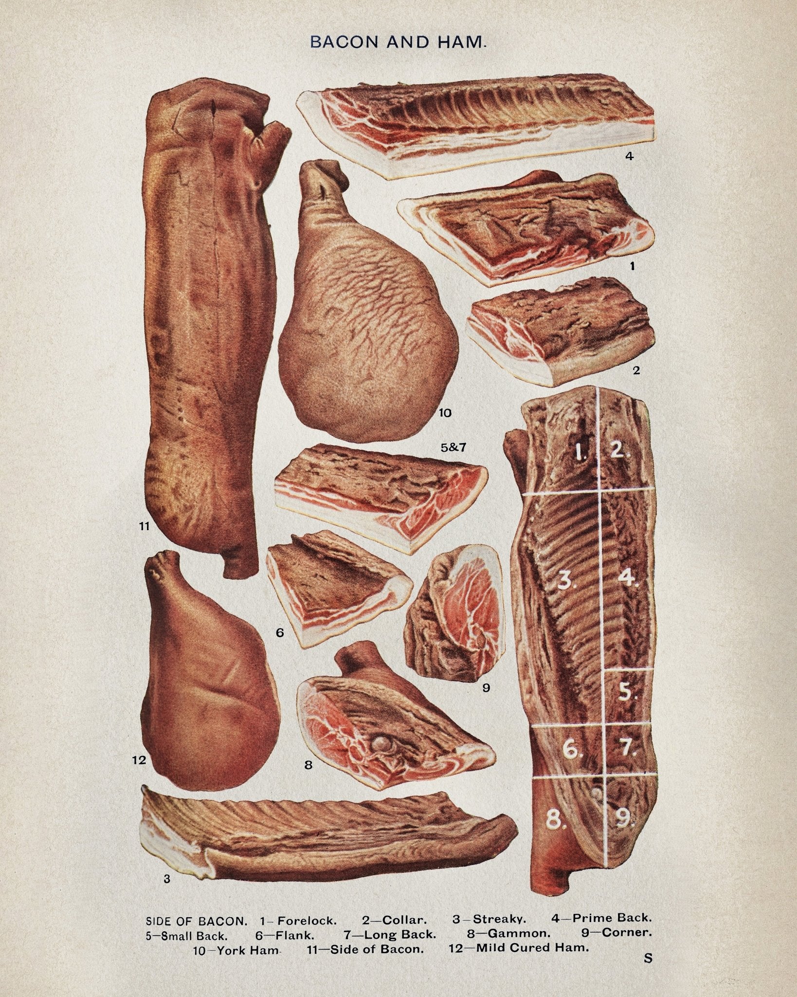 Bacon and Ham