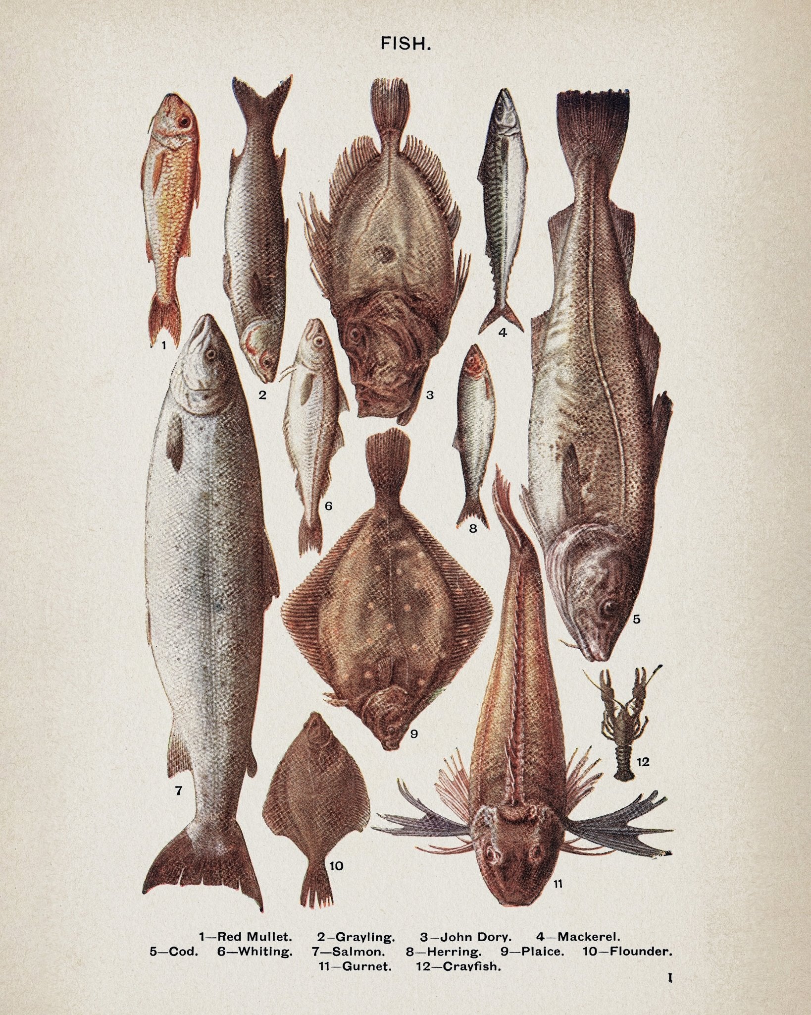 Types of Fish
