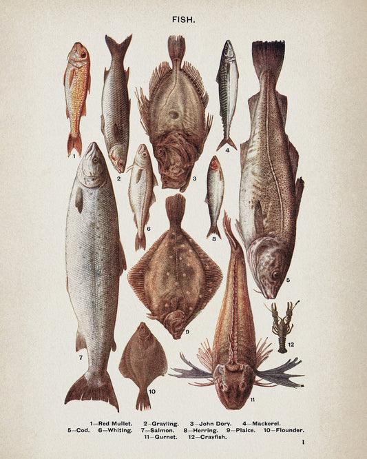 Types of Fish