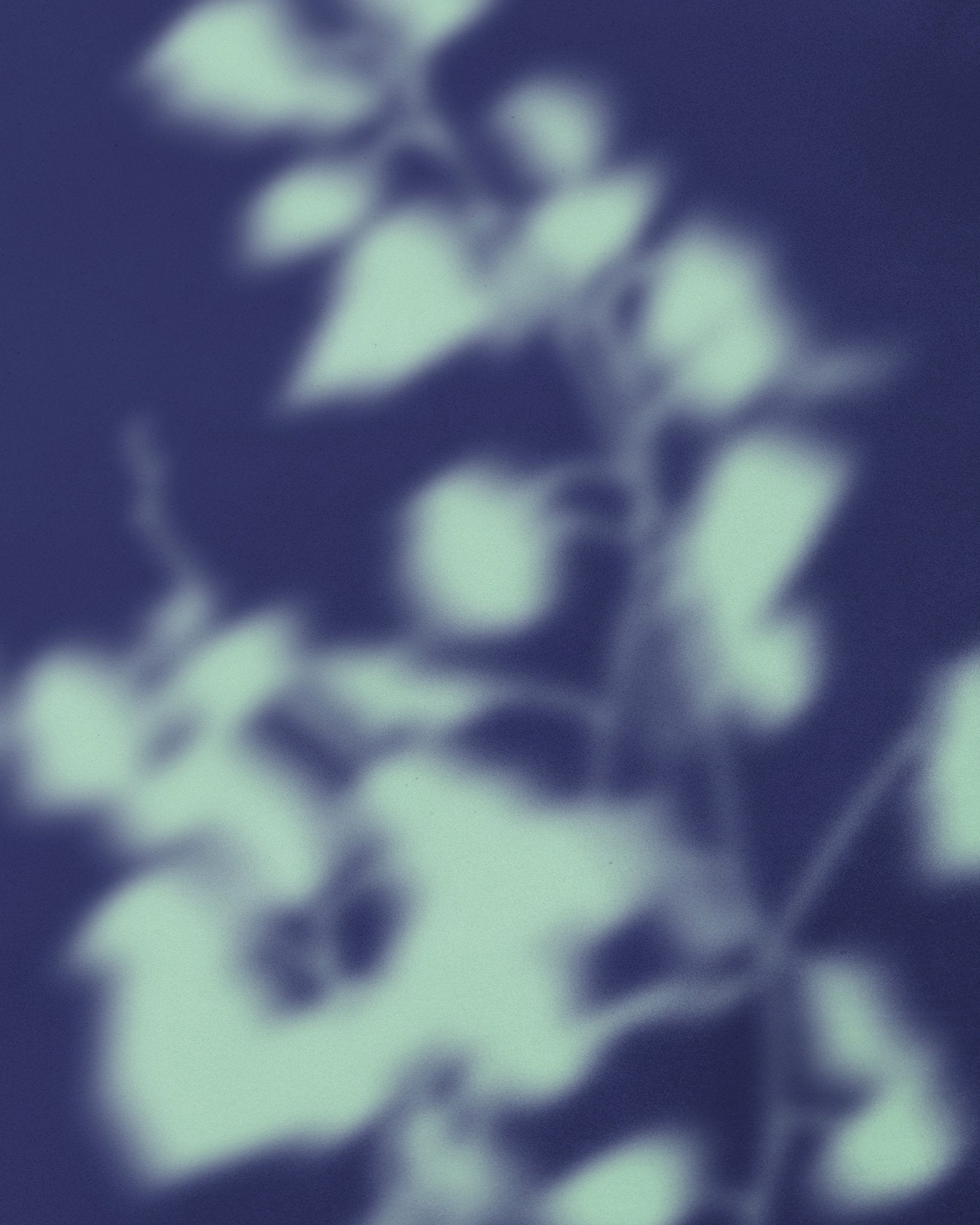 Flower Silhouette