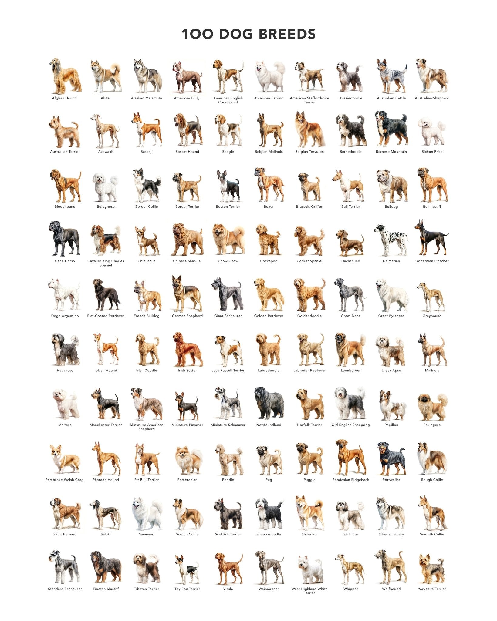 100 Dog Breeds