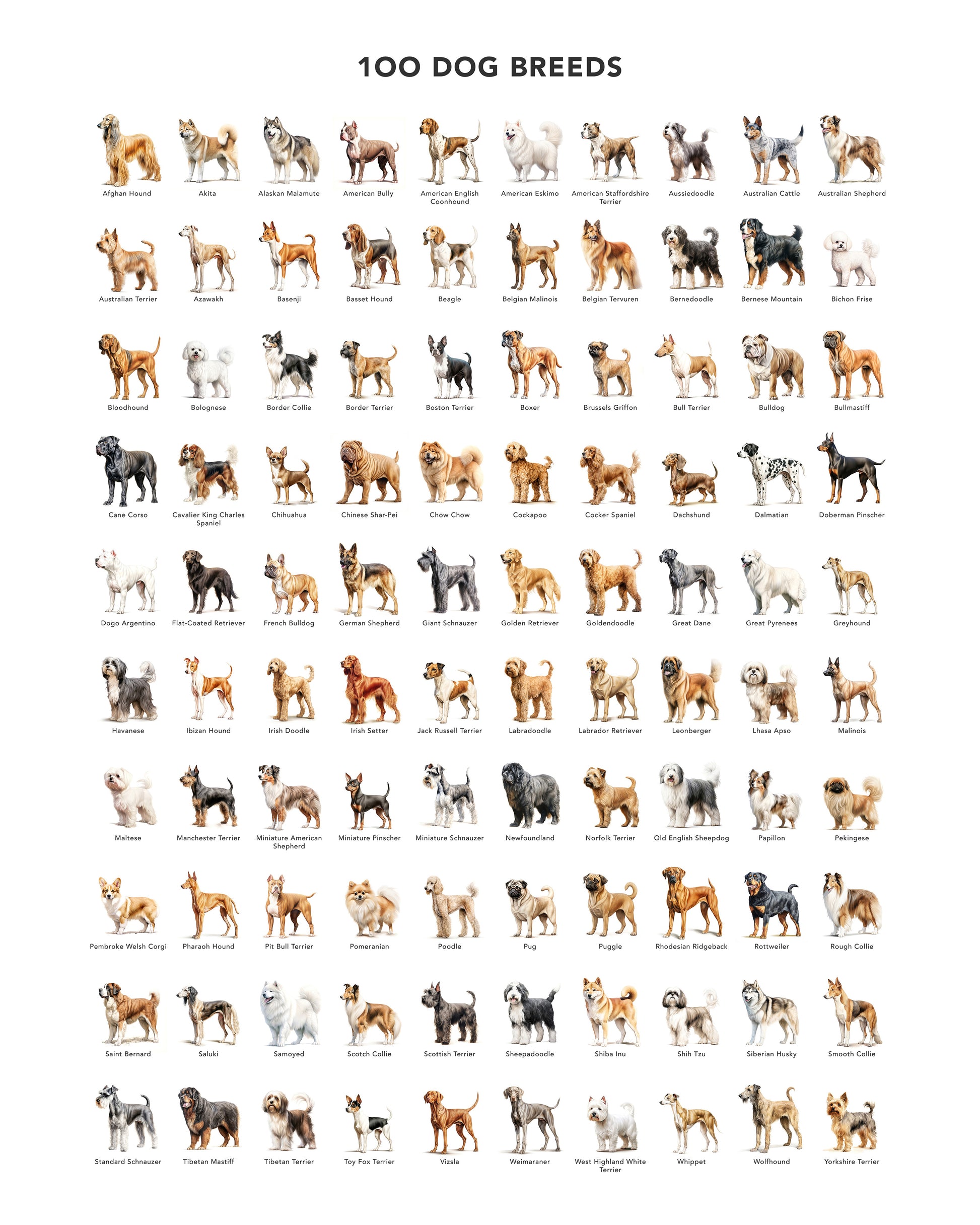 100 Dog Breeds