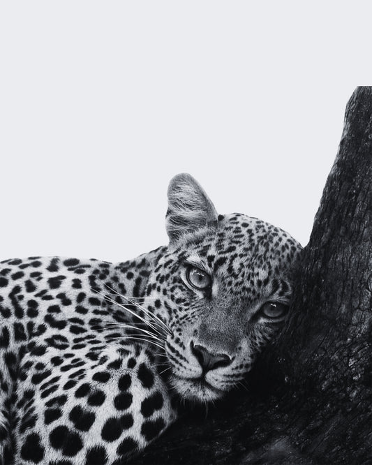 Resting Leopard