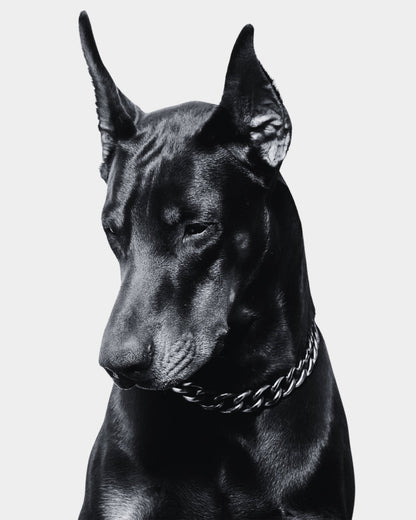Doberman Pinscher