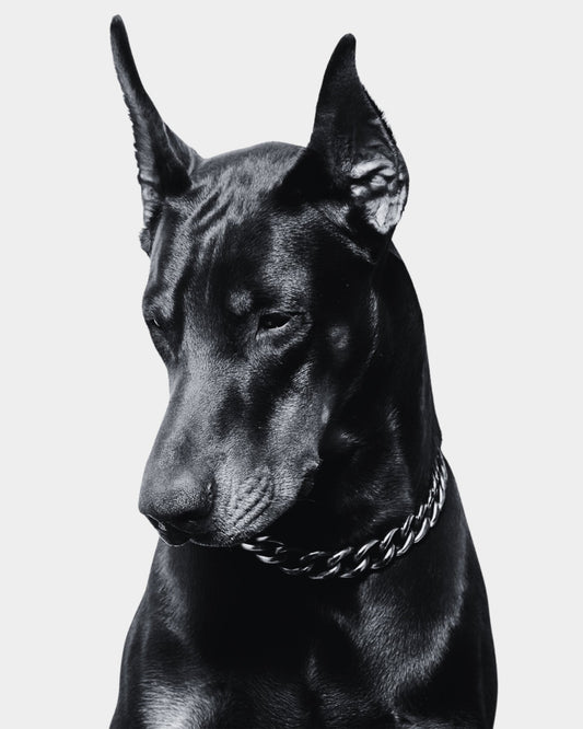 Doberman Pinscher