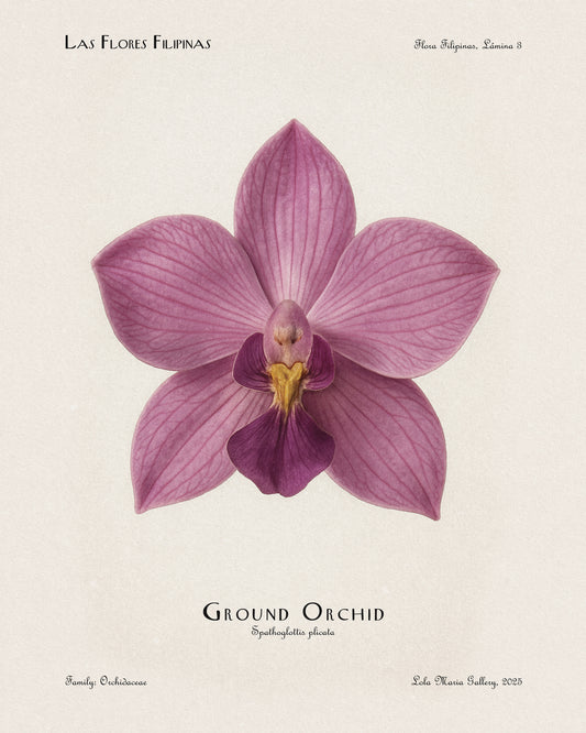 Ground Orchid