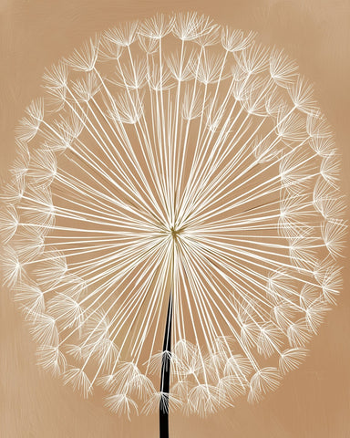 Dandelion Seed Head