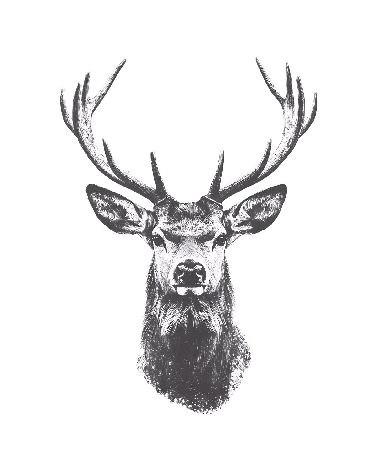 Deer Head Drawing