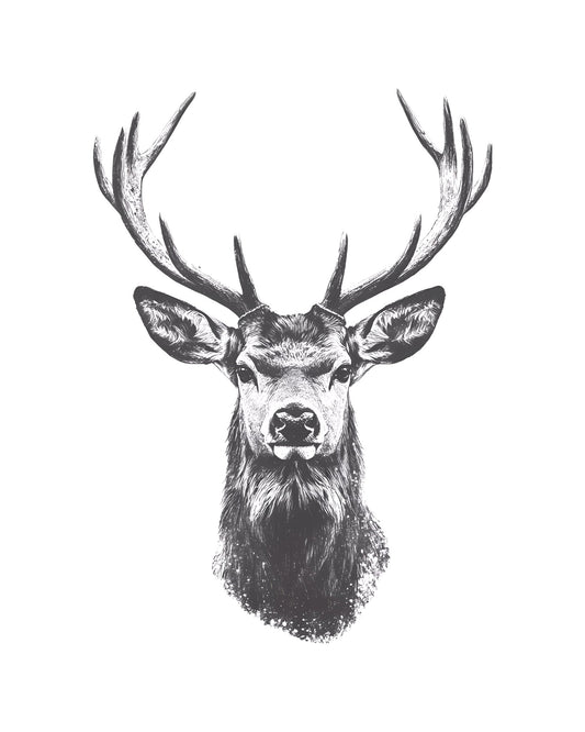 Deer Head Drawing