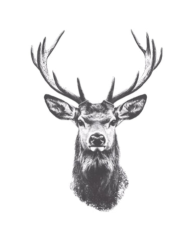 Deer Head Drawing