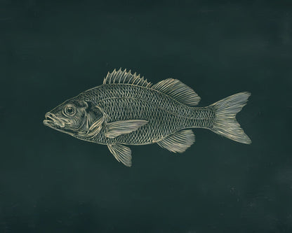 Fresh Water Fish