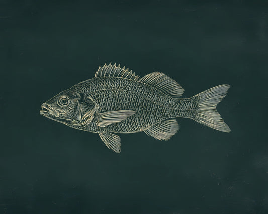 Fresh Water Fish