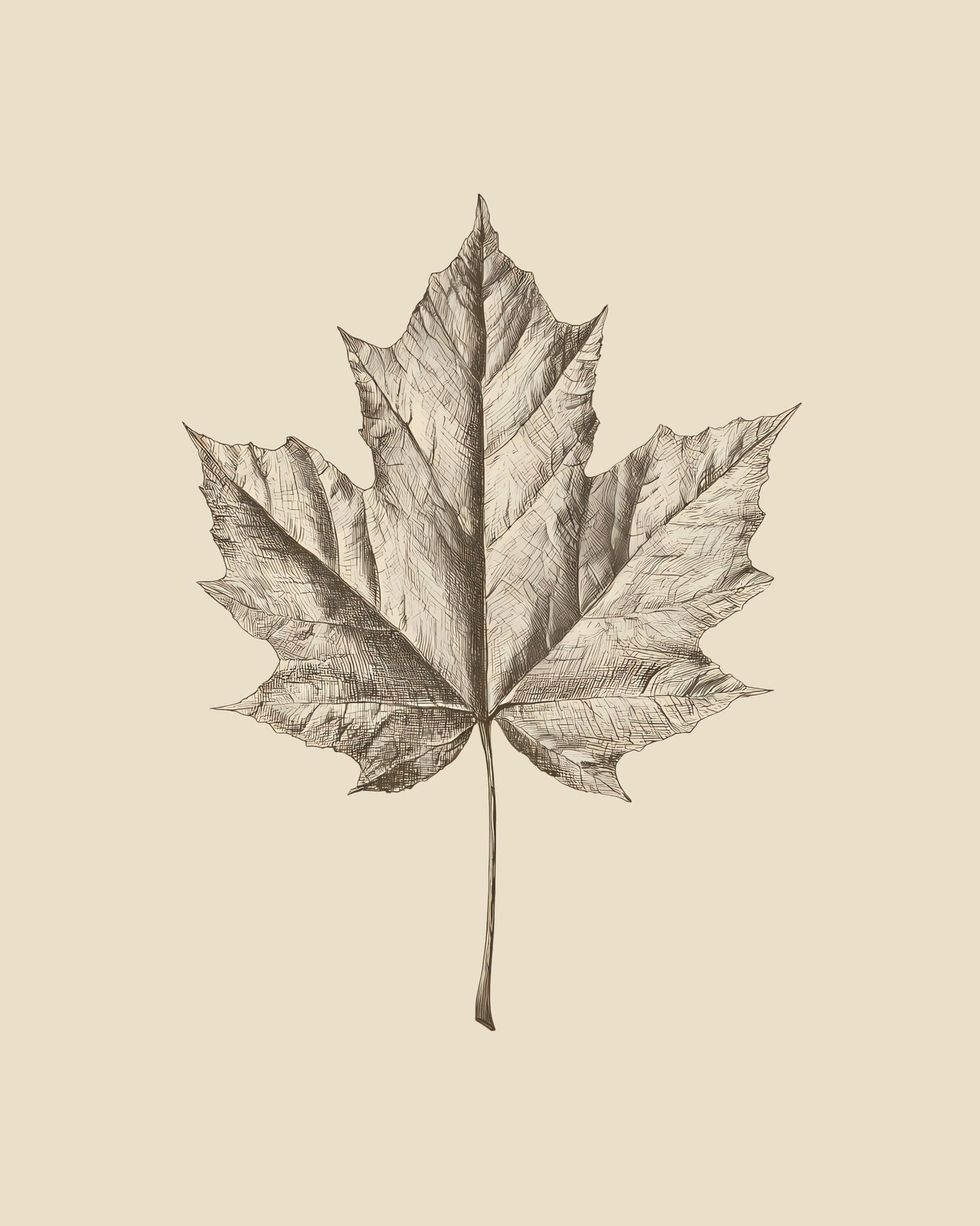 Maple Leaf Drawing