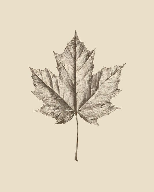 Maple Leaf Drawing