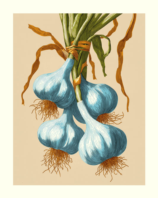 Garlic Bulbs