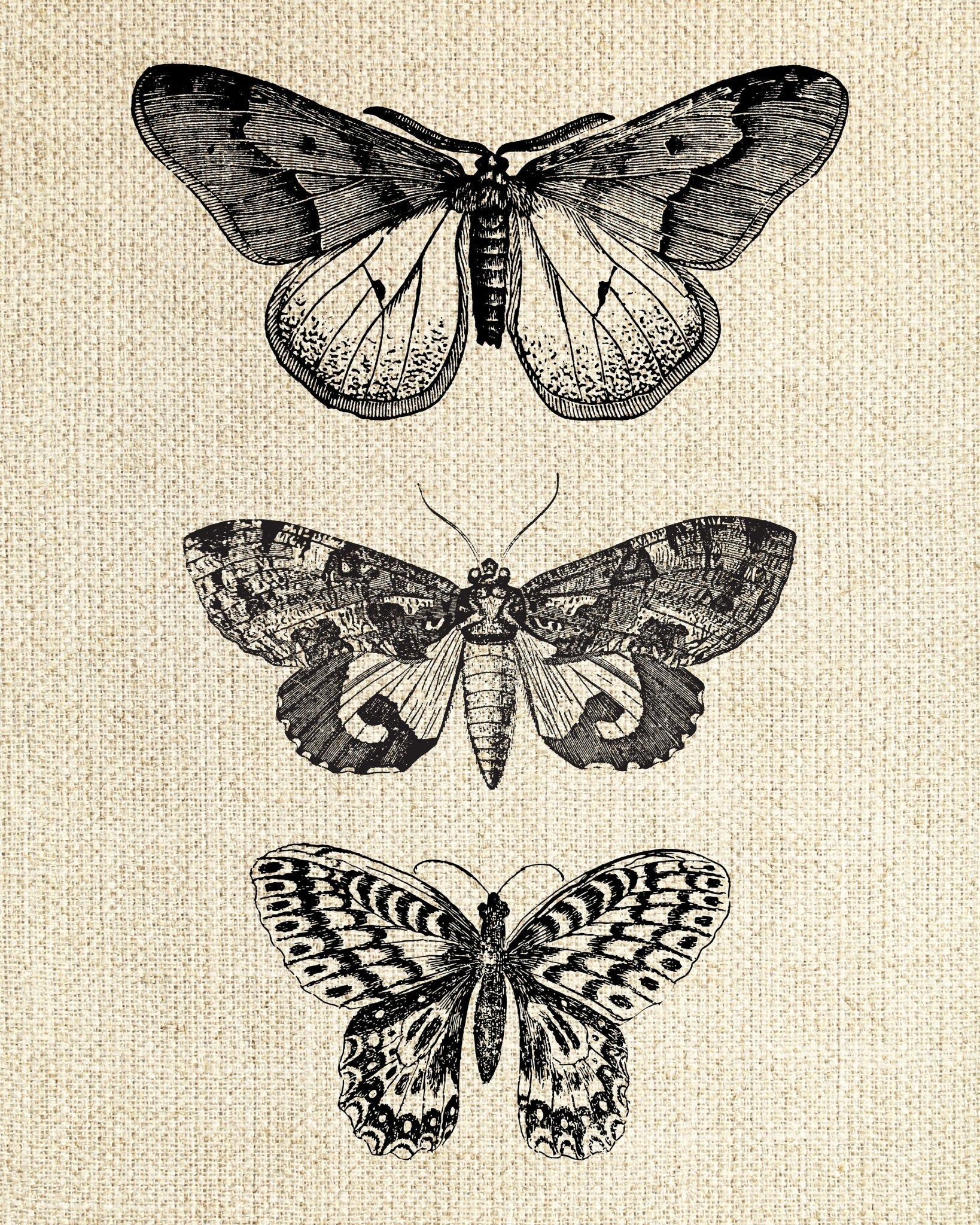 Butterfly & Moths